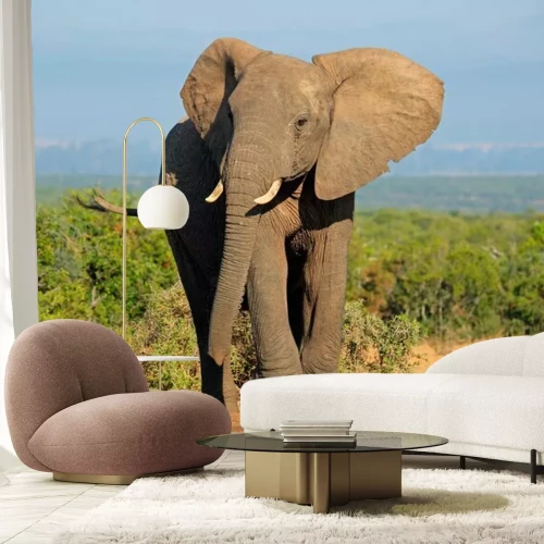 Sticker African elephant, Addo Elephant National Park