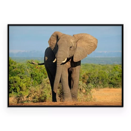 Poster African elephant, Addo Elephant National Park
