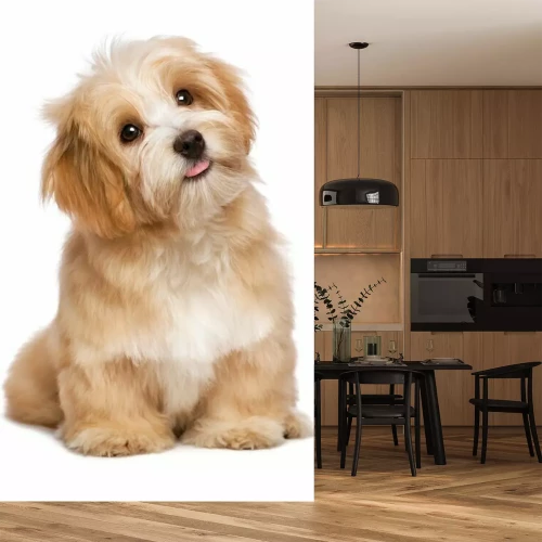 Sticker Ein süßer Hund vor weißem Hintergrund