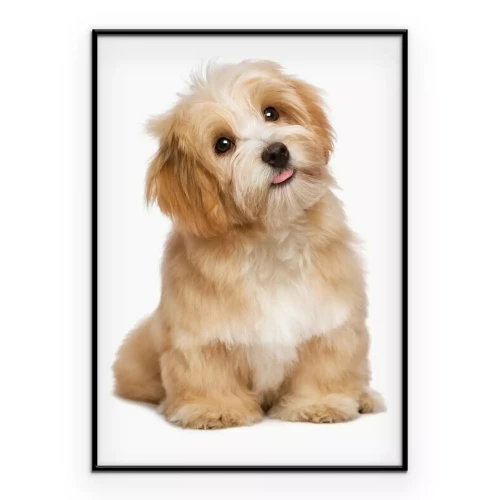 Poster Ein süßer Hund vor weißem Hintergrund