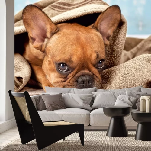 Sticker Familienmitglied Hund in beigefarbene Decke eingewickelt