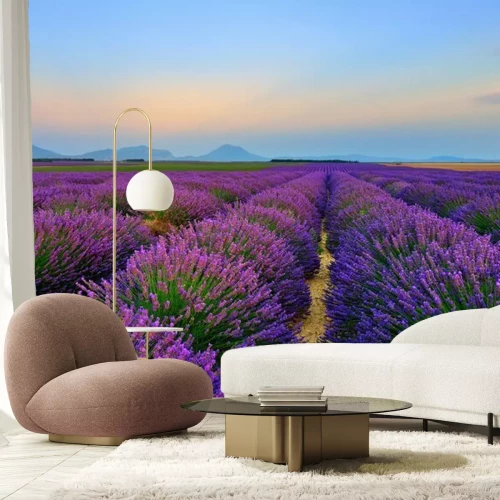 Fototapete Ein Lavendelfeld in der Abenddämmerung