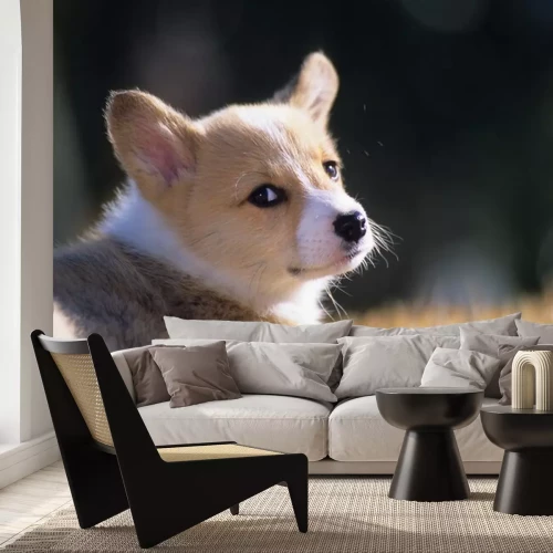 Sticker Hund Familienmitglied Corgi auf einer Lichtung