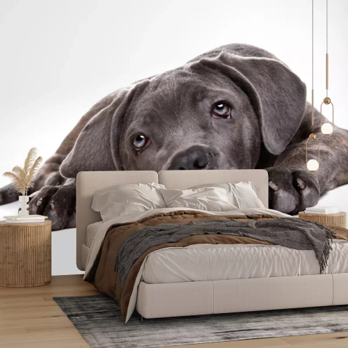 Sticker Liegender grauer Hund