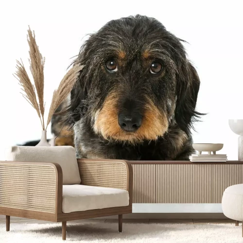 Sticker Hunde Rauhaardackel mit braunen Augen
