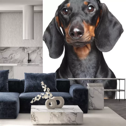 Sticker Hunde schwarzer Dackel mit langem Hals