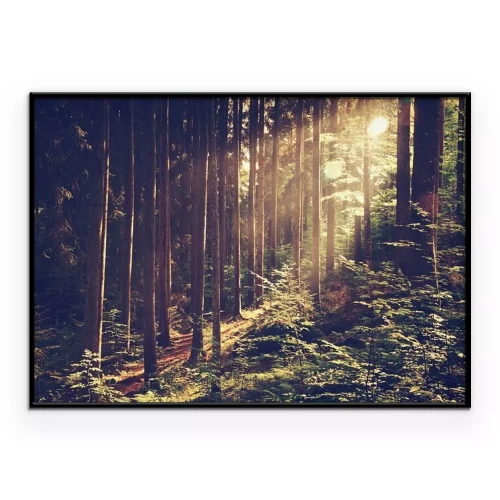 Poster Sonnenstrahlen, die zwischen den Bäumen im Wald fallen