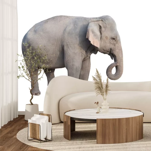 Sticker Elefant auf leerem Hintergrund