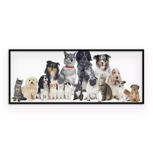 Poster Eine Gruppe von Katzen und Hunden verschiedener Rassen