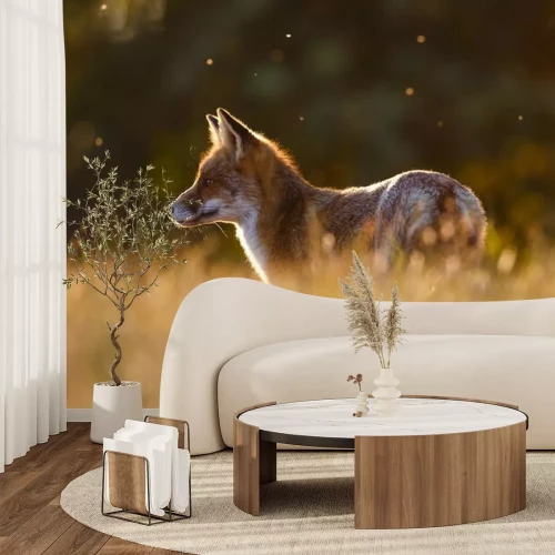 Fototapete Rotfuchs im Gras