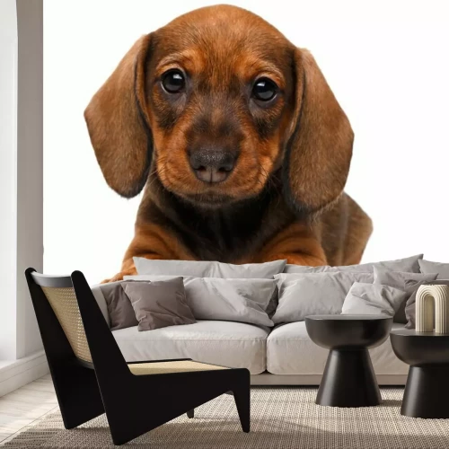 Sticker Hunde kleiner Dackel mit schwarzen Augen