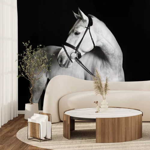 Fototapete Holsteiner Pferd weiß vor schwarzem Hintergrund