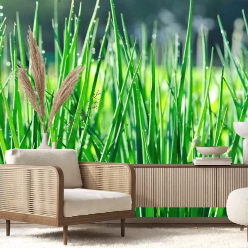 Fototapete Green spring onion in growth at vegetable garden 