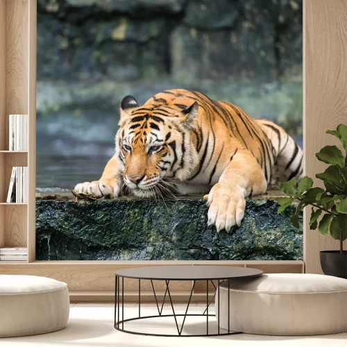 Fototapete Tiger auf einem nassen felsen liegend