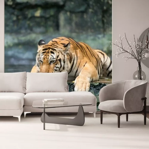 Fototapete Tiger auf einem nassen felsen liegend