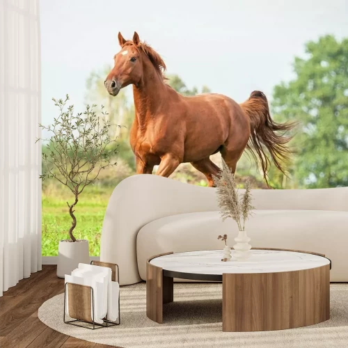 Fototapete Ein braunes Pferd galoppiert an einem Sommertag