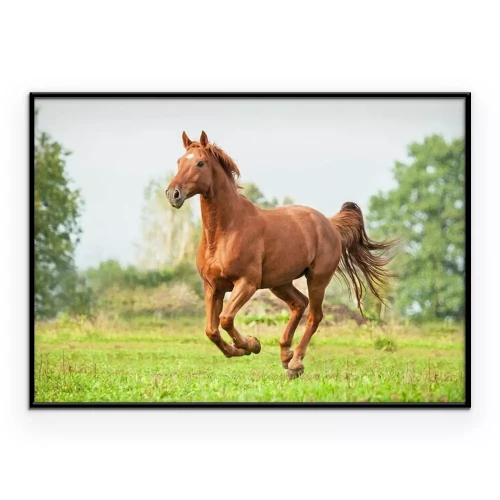 Poster Ein braunes Pferd galoppiert an einem Sommertag