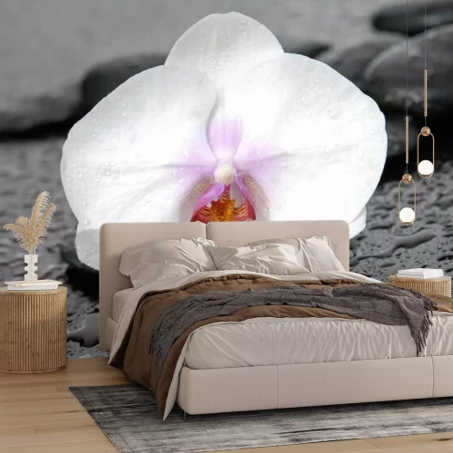 Fototapete Weiße Orchidee auf Steinen