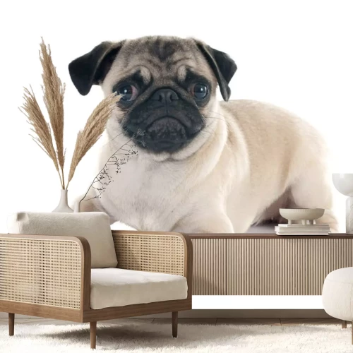 Sticker Mops auf weißem Hintergrund