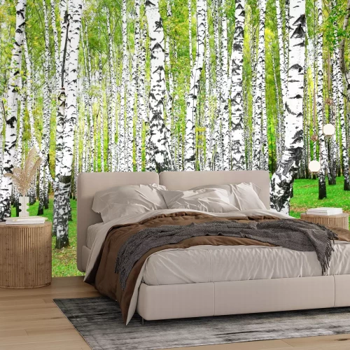 Fototapete September-Birkenhain