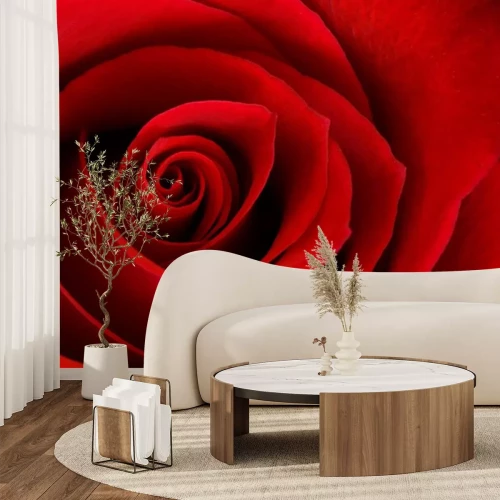 Sticker Rote Rose auf einer Makrofotografie