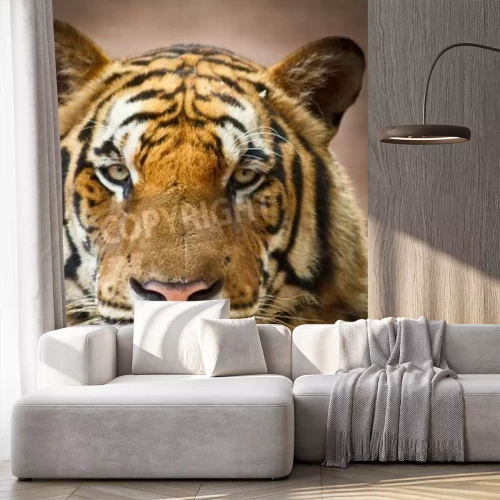 Fototapete Tiger mit rosa nase