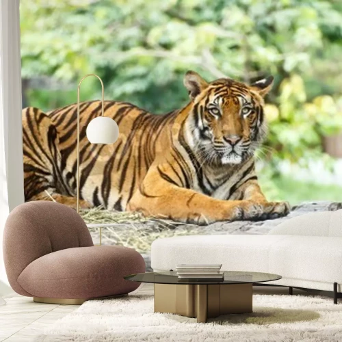 Fototapete Tiger im hintergrund des zoos