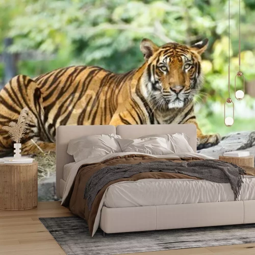 Fototapete Tiger im hintergrund des zoos