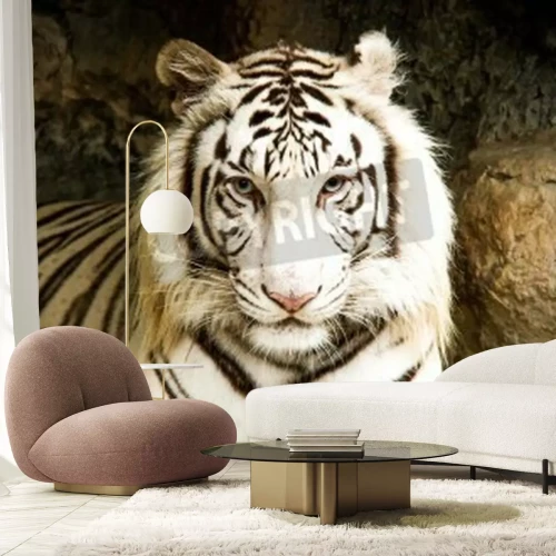 Fototapete Weißes tigerchen in thailand