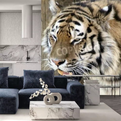 Fototapete Tiger mit zusammengekniffenen augen