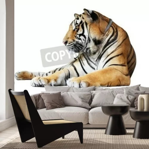 Fototapete Orangefarbenes tigerchen auf weißem hintergrund