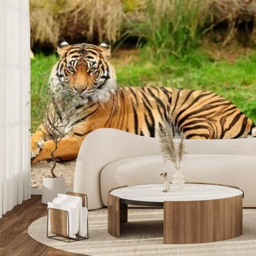 Fototapete Tiger auf felsen liegend