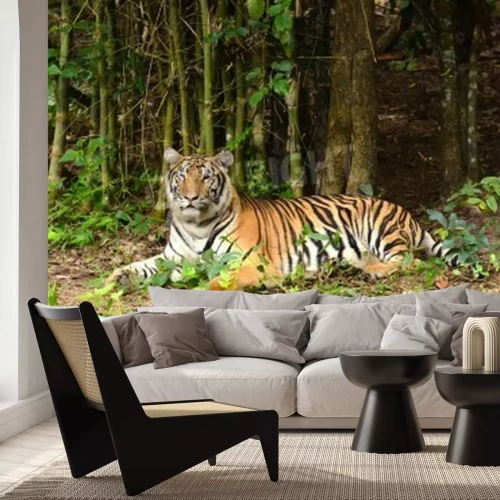 Fototapete Zwischen bambus liegender tiger