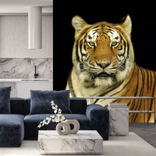 Fototapete Bengalischer tiger auf schwarzem hintergrund