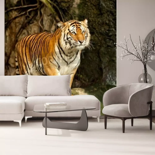 Fototapete Tiger in bewegung auf dem auslauf