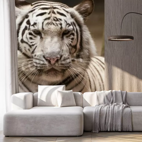 Fototapete Weißer tiger im zoo