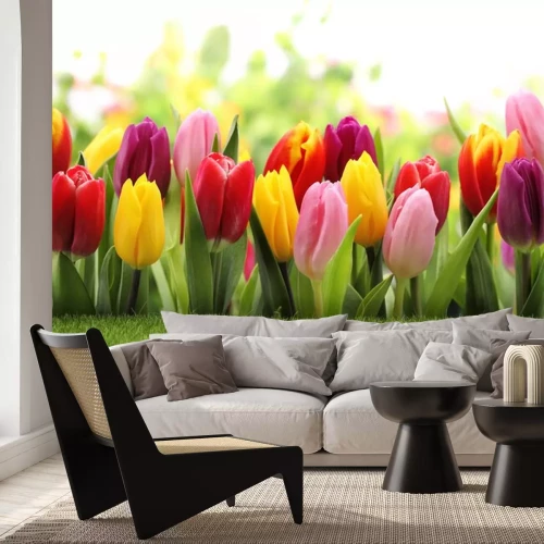 Sticker Rosa Tulpen neben gelben und roten Tulpen