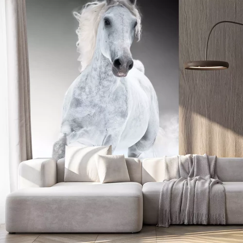 Fototapete Durch den schnee rennender schimmel