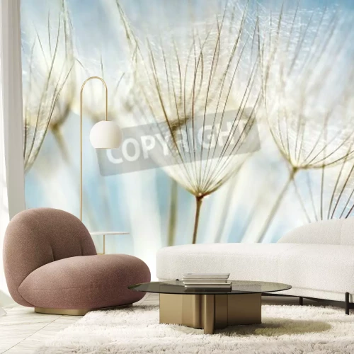 Fototapete Pusteblumensamen vor dem Hintergrund des Himmels