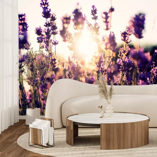 Fototapete Blumenfeld