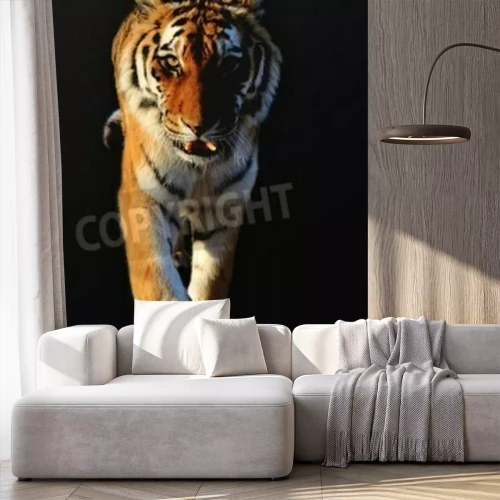 Fototapete Tiger in bewegung vor schwarzem hintergrund