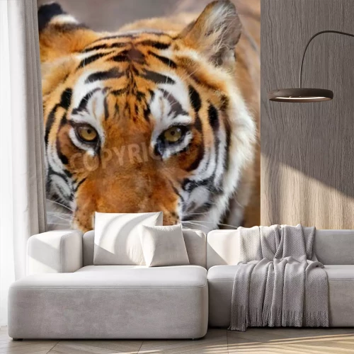 Fototapete Tiger mit weißem schnurrbart