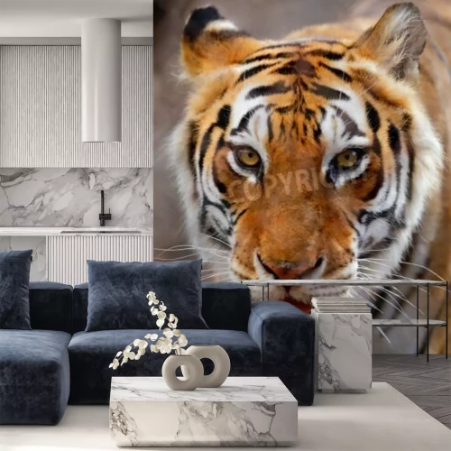 Fototapete Tiger mit weißem schnurrbart