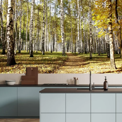 Fototapete Herbstanfang im Birkenwald