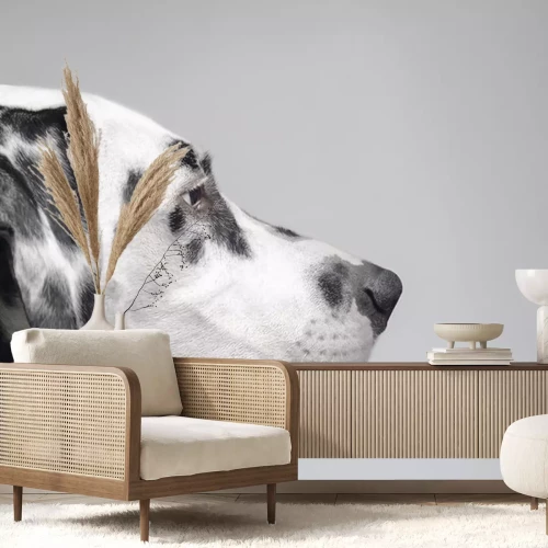 Sticker Hunde Dalmatiner Porträt im Profil