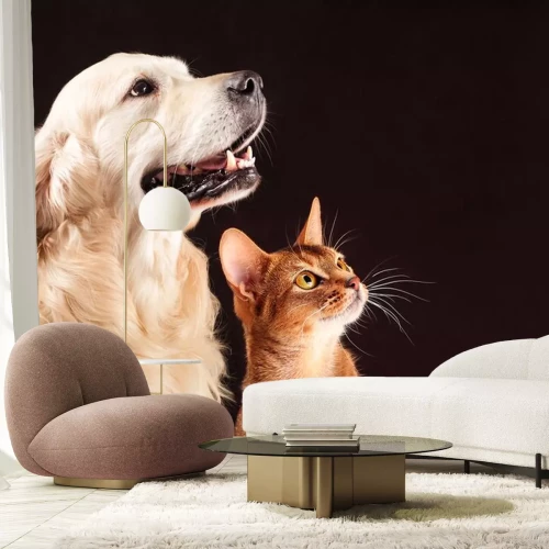 Sticker Katzen und Hunde Freunde schauen nach oben