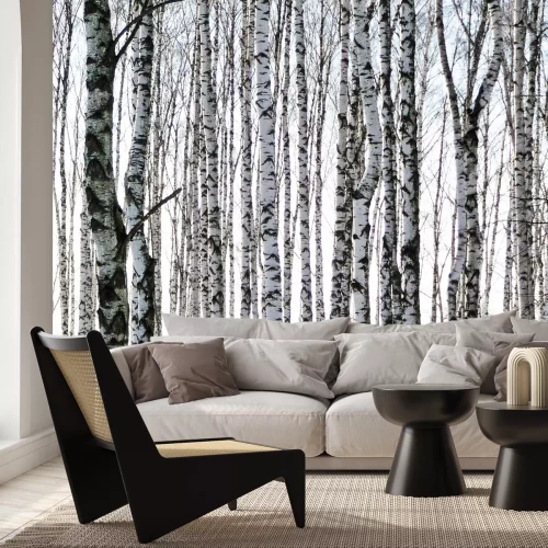 Fototapete Birken mit schwarz-weißer Rinde