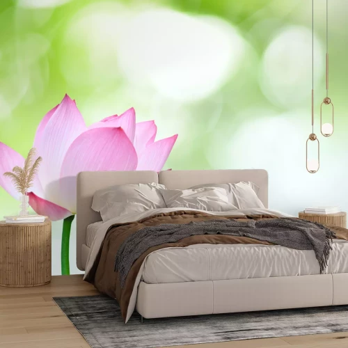 Fototapete Rosa Blume vor grünem Hintergrund