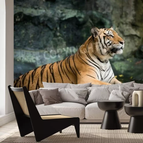 Fototapete Wachsamer tiger auf felsen