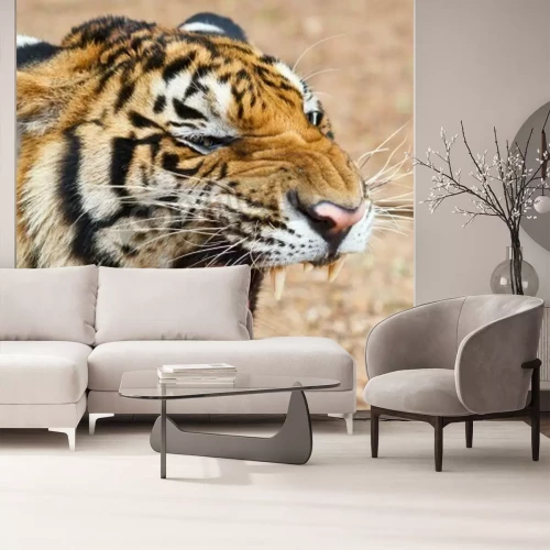 Fototapete Brüllender wilder tiger